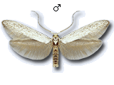 Coleophora anatipennella