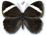 MU