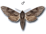 Sphinx pinastri