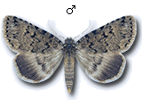 Toxocampinae