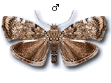 Choreutis pariana