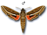 Hippotion celerio