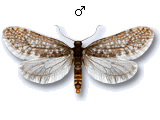 Dahlica lichenella