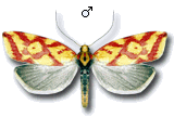 Hypercallia citrinalis