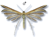 Merrifieldia leucodactyla