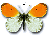 MU