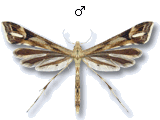 Platyptilia calodactyla