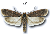 Depressaria (Depressaria) pimpinellae