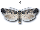 Swammerdamia pyrella