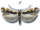 Cosmardia moritzella