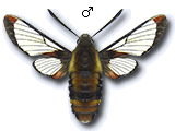MU
