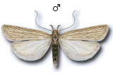 Helcystogramma albinervis