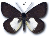 MU