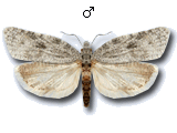Acleris roscidana