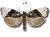 Apotomis betuletana