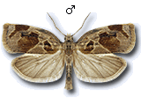 Archips crataegana