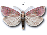 Celypha rosaceana