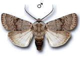 Agrotis (Agrotis) cinerea