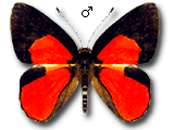 MU