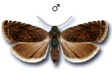 Grapholita (Aspila) tenebrosana