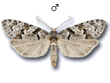 Eana (Eana) penziana