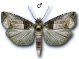 Notocelia roborana