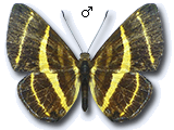 MU