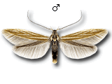 Coleophora gardesanella