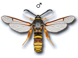 Sesiinae