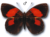 MU