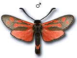 MU