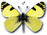 MU