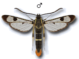 Synanthedon scoliaeformis
