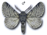 MU