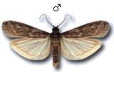 Cryptoblabes gnidiella