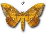 MU