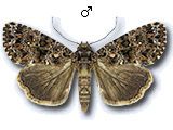Callopistria latreillei