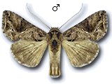 Ctenoplusia (Ctenoplusia) accentifera