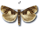 Epiblema cirsiana