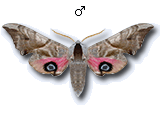 MU