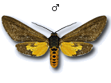 MU