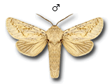 MU