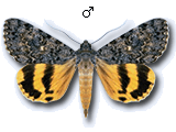 MU
