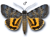 MU
