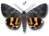 MU