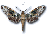MU
