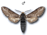 MU