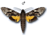 MU