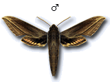 MU