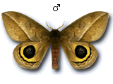 MU